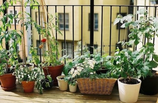 horta montada em projetos de vasos de flores de varanda
