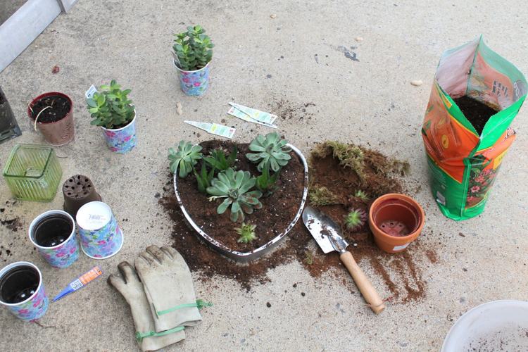 Molde para bolos - plantas-moldes para bolos-decoração de jardim-cultivo-coração-suculentas