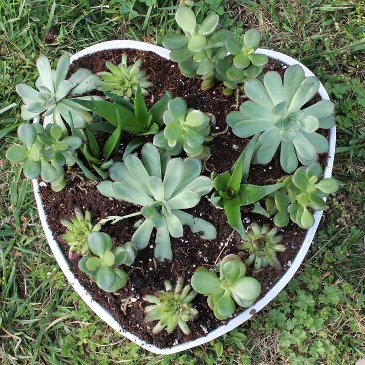 Forma para bolos - plantas-moldes para bolos-decoração de jardim-corações-suculentas