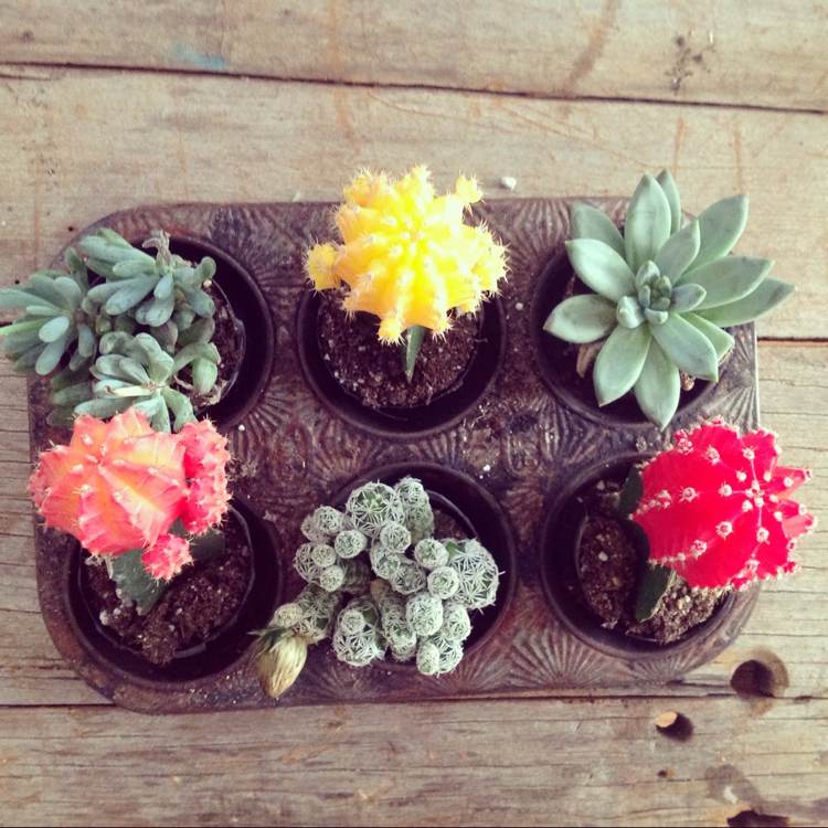 Forma para bolos - plantas - formas para bolos - decoração de jardim - bandeja de muffins - cactos vintage