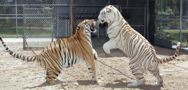 jardim de brincar de dois tigres como animais de estimação