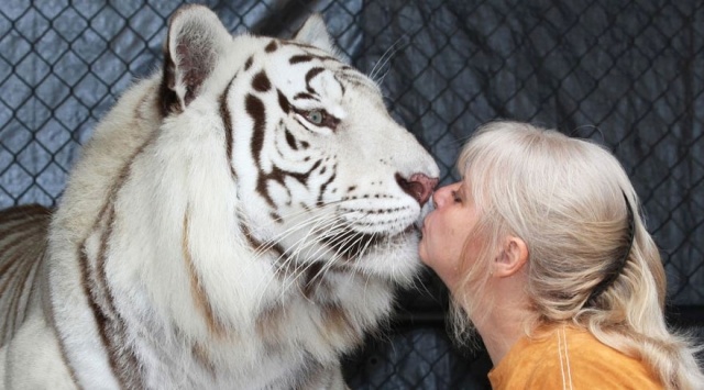 tigr-segurar-em-casa-atrás-do-quintal-beijo-mulher