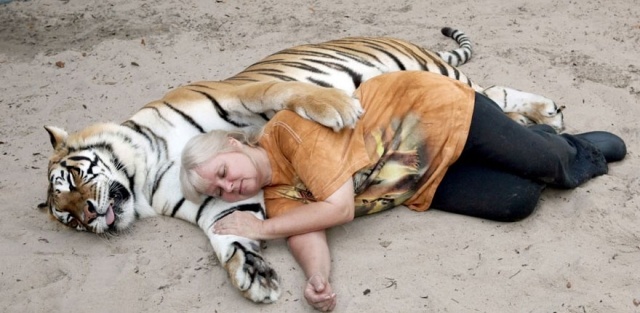 tigre-dois-grandes-gatos-em-casa-janice-haley-4