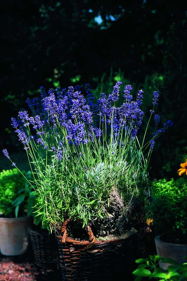 lavanda real quando plantar vasos vasos cesta decoração jardim dicas de cuidados