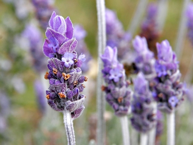 verdadeiro arbusto de lavanda quando plantar cuidados com os vasos de jardim