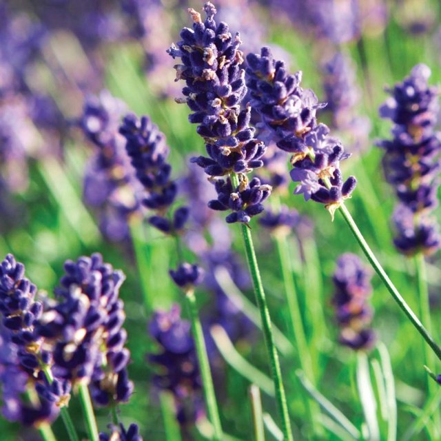 plantas de lavanda pontas de corte cuidados perfumadas