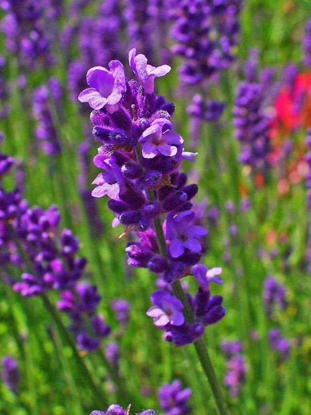 dicas de plantas de lavanda cuidados resistentes Landalula angustifolia