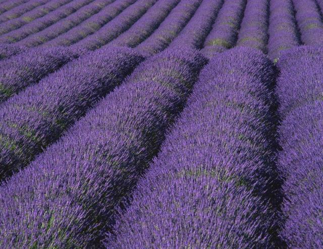 plantas de lavanda vaso de jardim dicas de campo cuidados