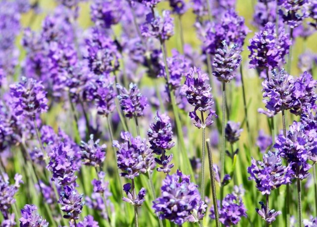 Lavanda plantas dicas cuidado roxo floração verão