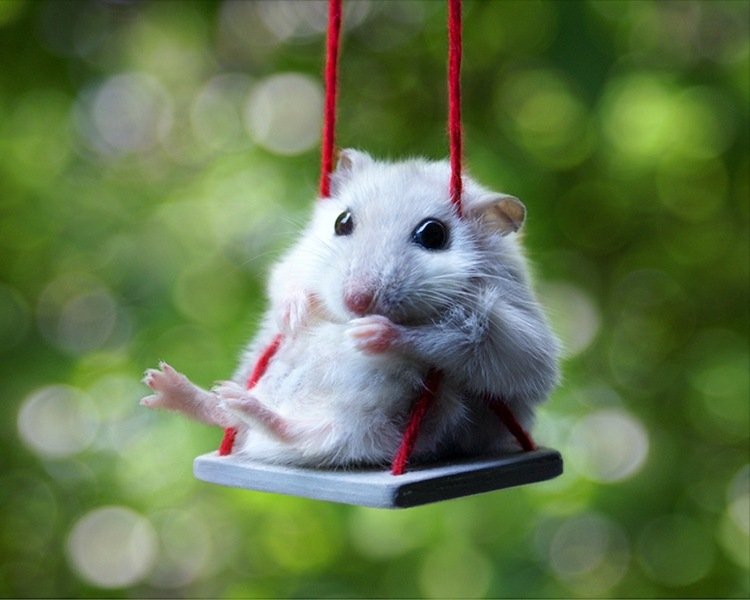 Imagens engraçadas de animais ideias de hamster swing