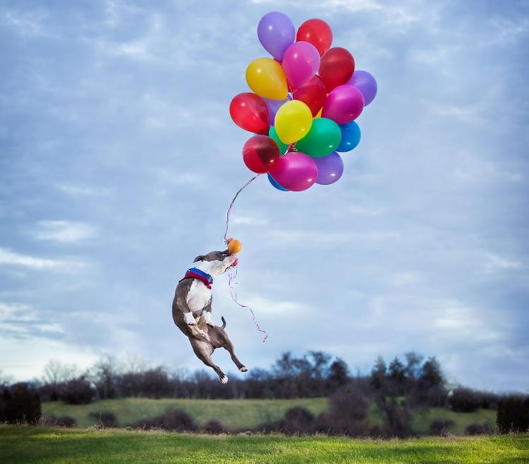 Ideias para balões de cachorro com imagens de animais engraçados