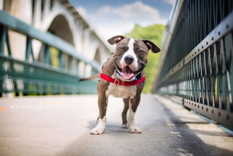 Cartão de aniversário com fotos de animais engraçados