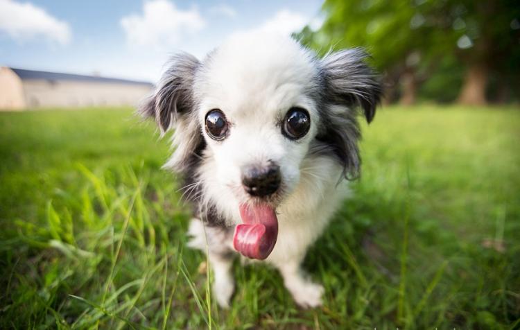 engraçado-fotos-de-animais-cachorro-língua longa
