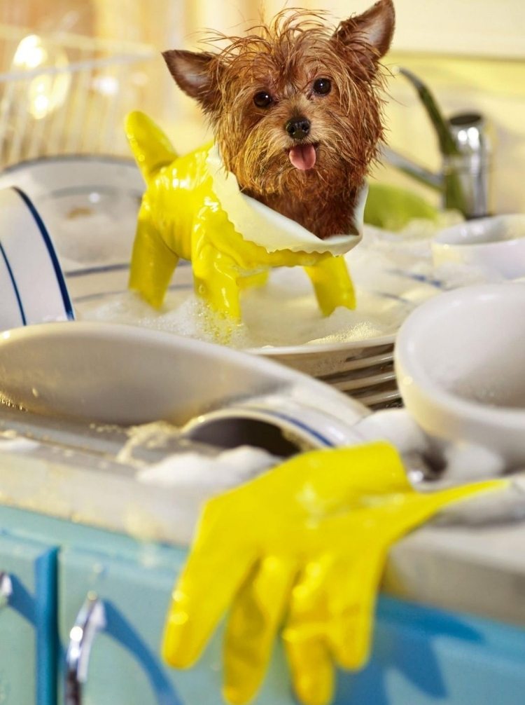 Funny-animal-pictures-dog-Yorkshire-sweet-housework