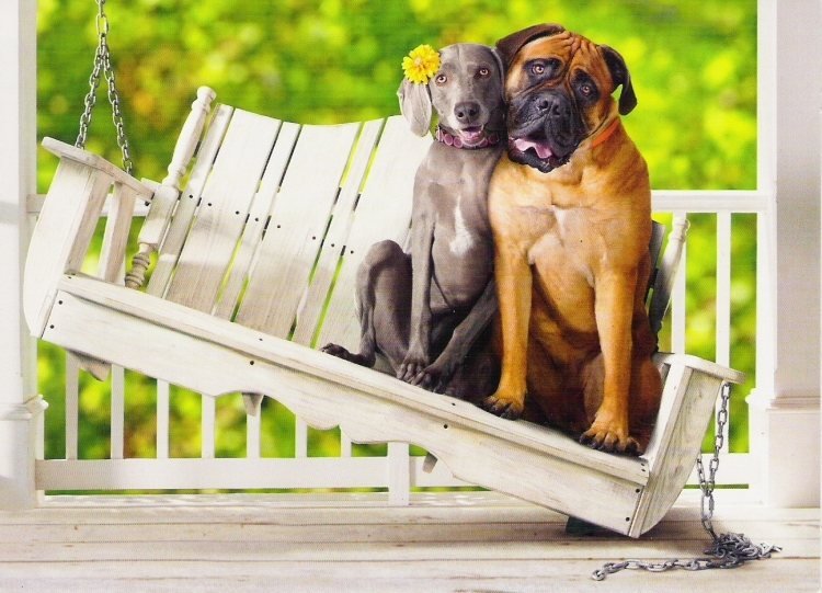 Imagens-animais-engraçados-dois-cachorros-lindo-casal