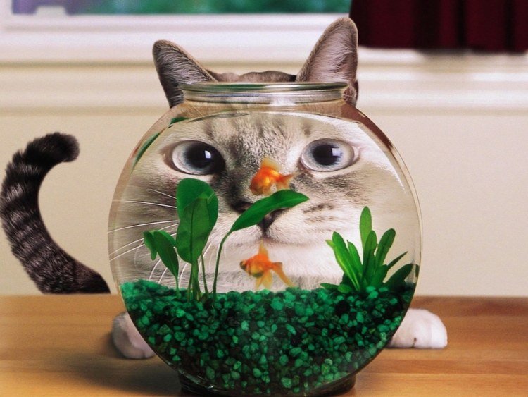 Imagens engraçadas de animais para aquários de gatos