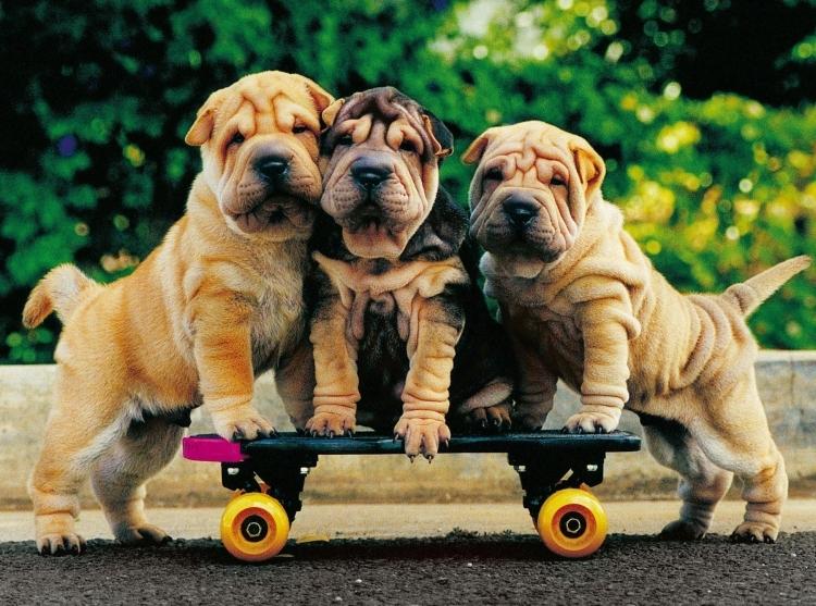 Imagens-animais-engraçados-três-cachorros-andar-skate