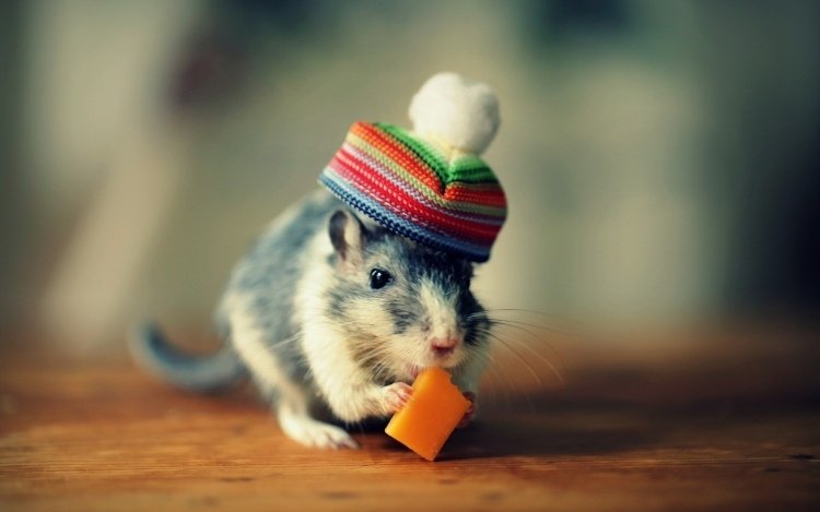 cartão de aniversário de hamster com fotos engraçadas de animais