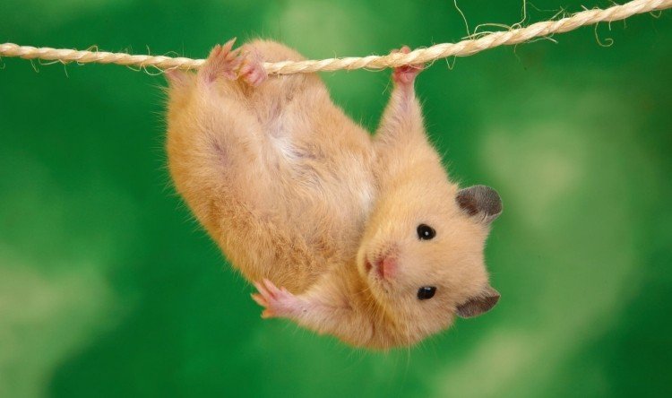 Imagens engraçadas de animais Hamster para cartões comemorativos