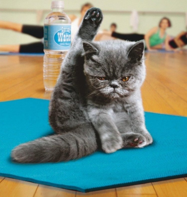 Engraçado-animais-fotos-gatos-do-ioga