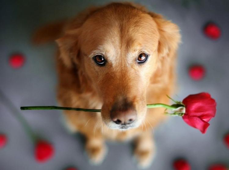 fotos-animais-engraçadas-cachorro-segurando-rosa