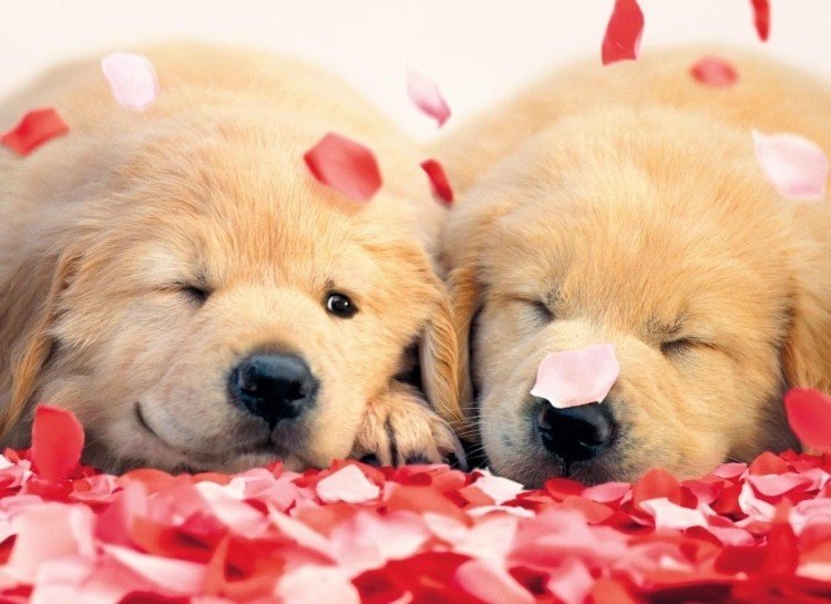 Imagens-animais-engraçados-dois-cachorrinhos-folhas-de-rosa