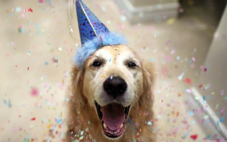 funny-animal-pictures-greeting-card-dog-golden-retriever-confetti-party-birthday