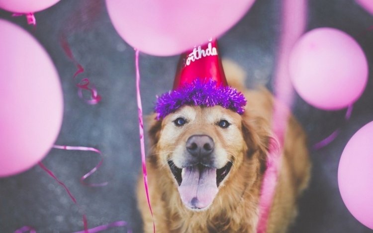 engraçado-animal-pictures-greeting-cards-pink-dog-birthday-party-balões