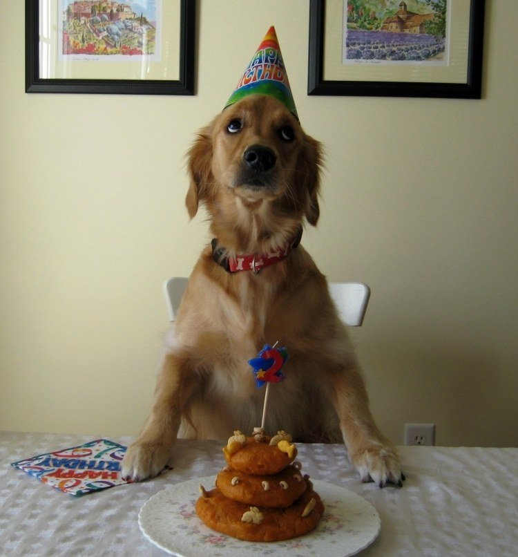 fotos-animais-engraçadas-cartão-cão-bolo-de-aniversário-mesa-golden-retriever