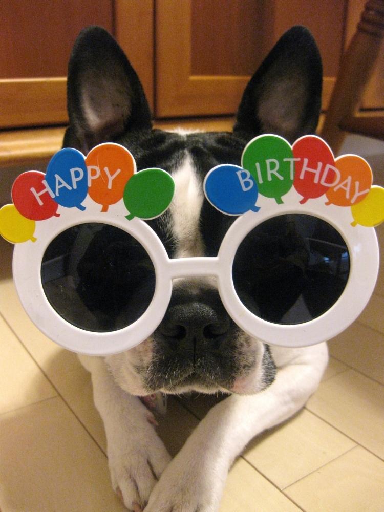 funny-animal-pictures-greeting-card-buldoge-glasses-funny-party-birthday
