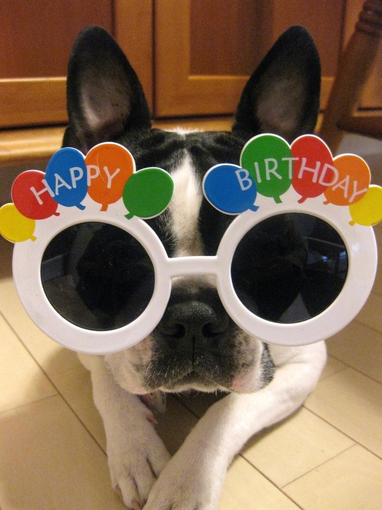 funny-animal-pictures-greeting-card-buldoge-glasses-funny-party-birthday