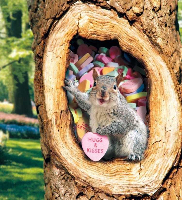 Imagens engraçadas de animais esquilos beijos