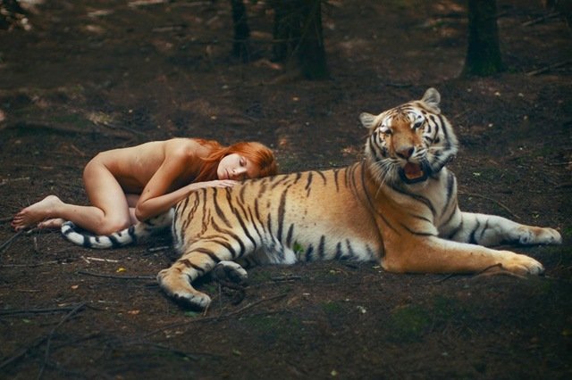 Tigre com modelo nua na floresta