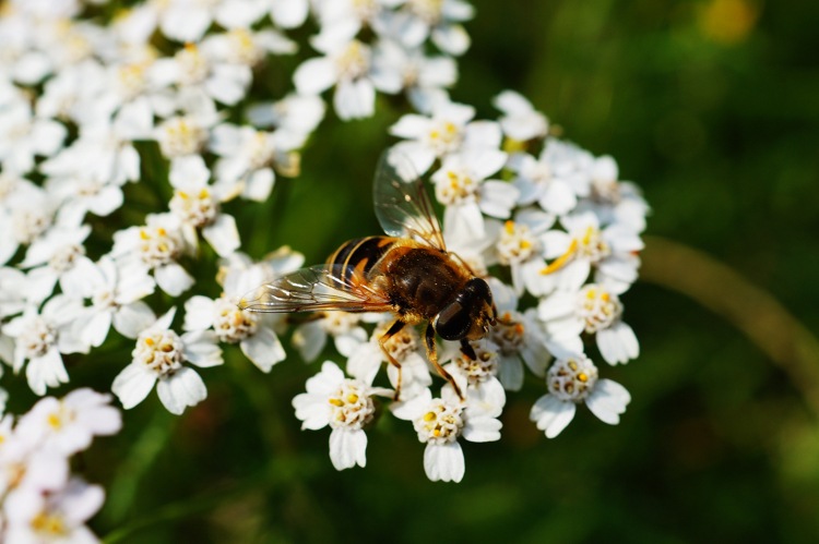 Mel de Manuka-claro-remédios-abelhas-apicultores-produzem-flores
