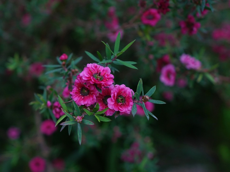 Mel de Manuka -natural-remédios-chá-árvore-nova zelândia-ervas