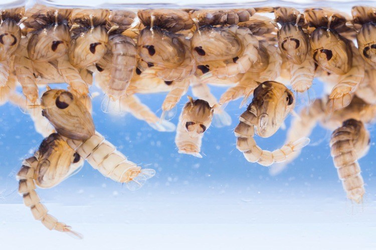 o que ajuda contra as larvas do mosquito na água e como as larvas do mosquito podem ser combatidas