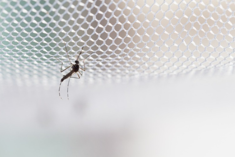 Instale uma rede mosquiteira no jardim ou em casa