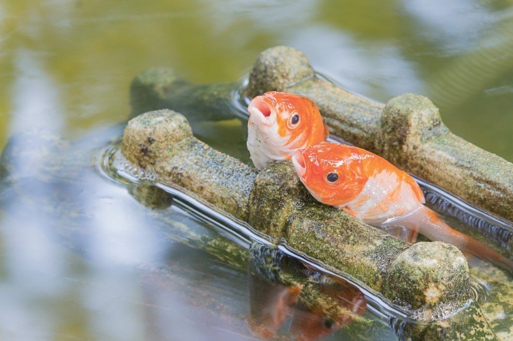 koi e quais peixes comem larvas de mosquito na lagoa