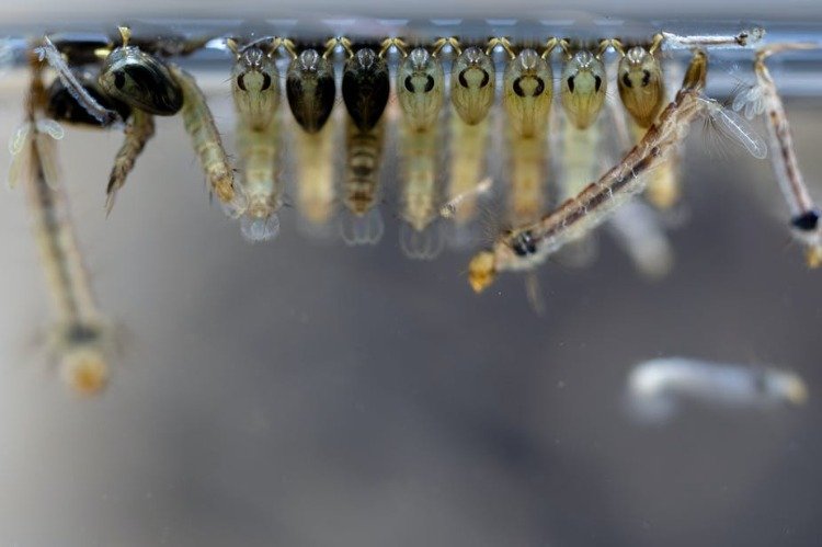 meios para combater o local de nidificação das larvas do mosquito sob a água da lagoa