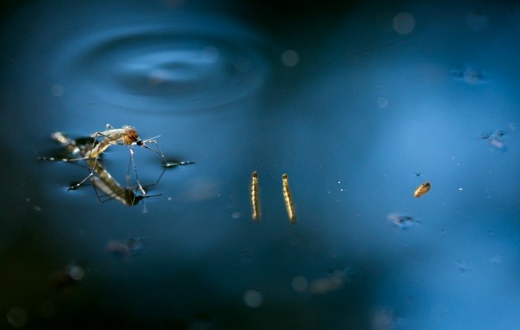 mosquito fêmea adulto na superfície da água com larvas de mosquito na lagoa