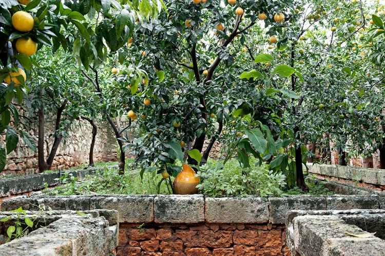 mediterrâneo-jardim-paisagismo-cítrico-árvore-laranja-frutas-parede-vaso de cerâmica
