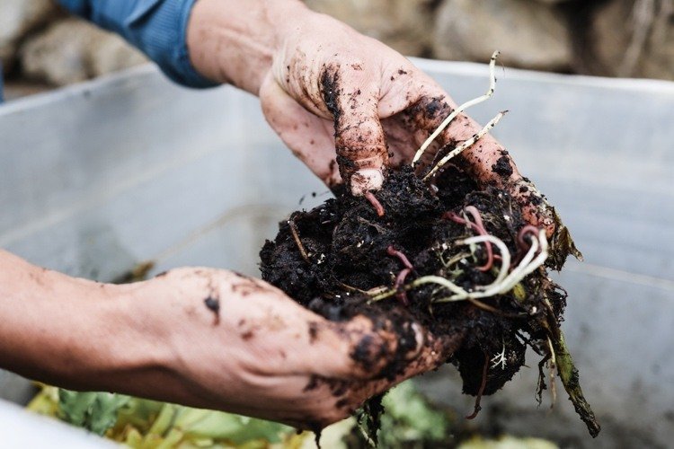Com o que você deve alimentar minhocas compostáveis ​​na cama elevada?
