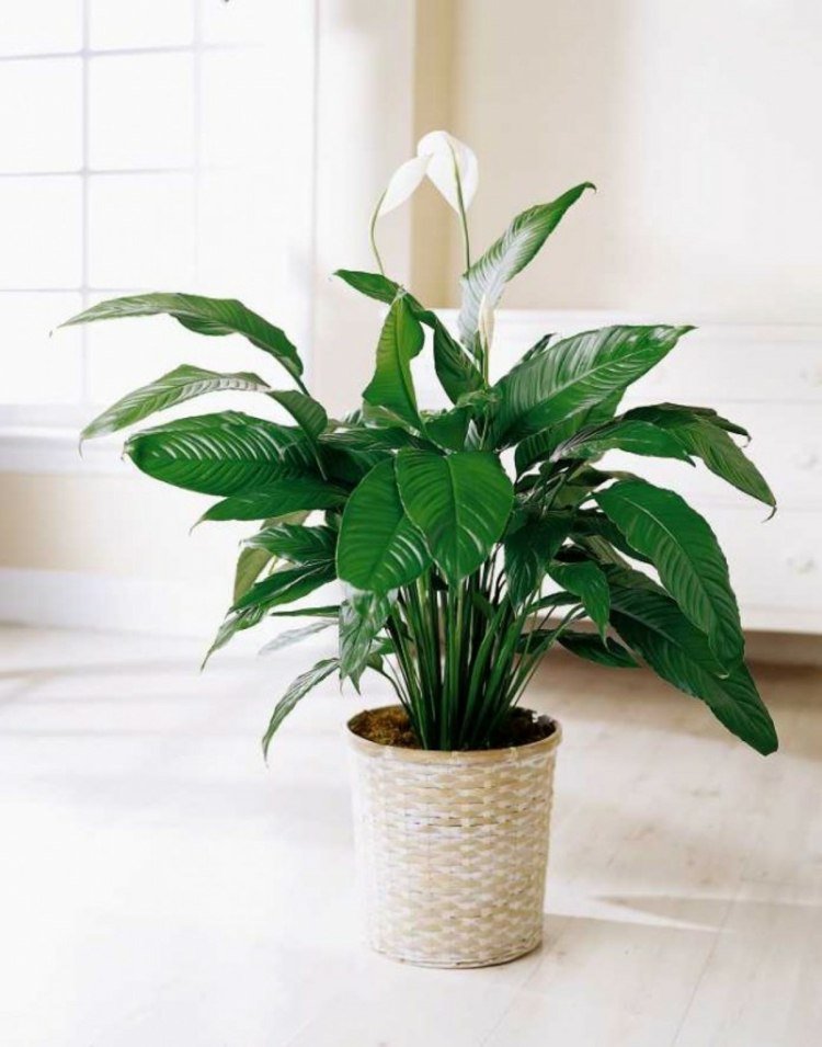 plantas-banho-folha-única-verde-escuro-bráctea-branca-vaso-insensível