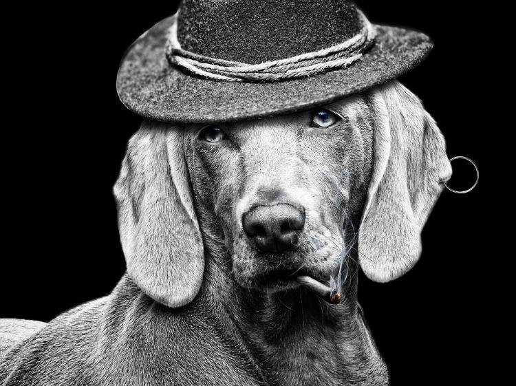 cachorro em preto e branco com brinco de chapéu e cigarro aceso na boca