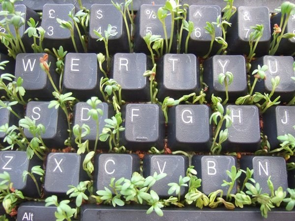 teclado planta entre letras letras trabalho fresco