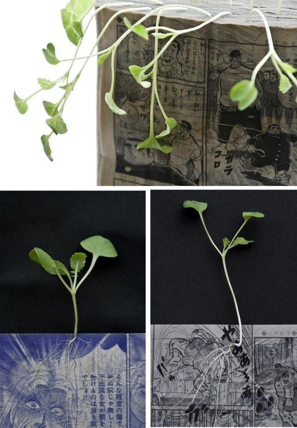 livros antigos interessantes usar flores plantas estranhas