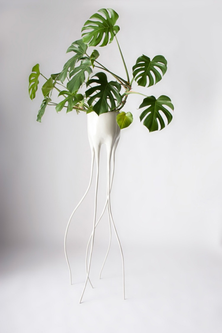 moderno-vaso-flor-fino-raízes-planta-mostera