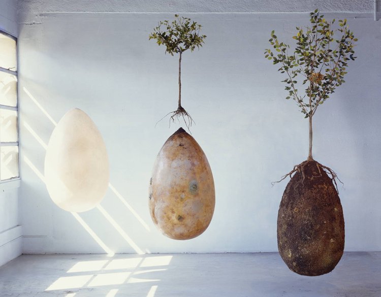 modern-grave-design-alternative.capsule.tree.growing-planting-design