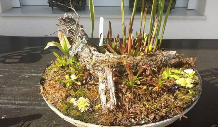 Criar pântano-plantas-mini-musgo-troncos-decorar