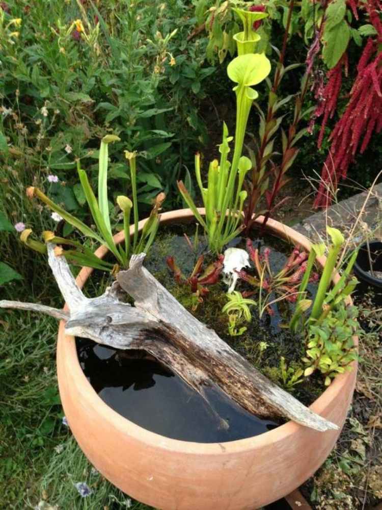 Crie um pântano-planta-flor-vaso-argila-min-lagoa